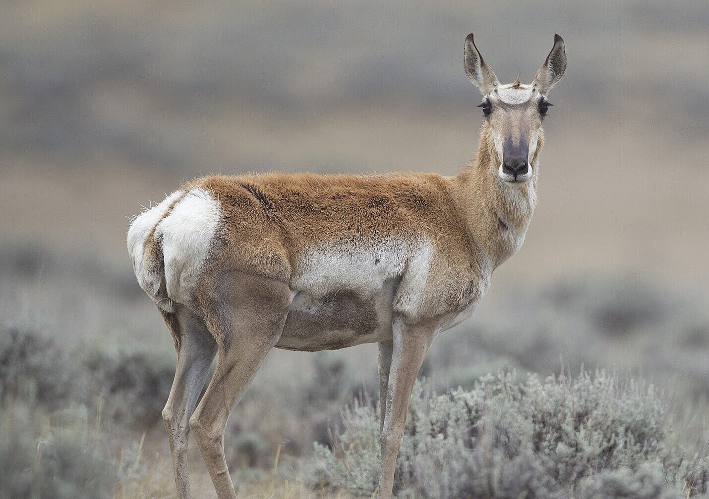 Pronghorn antelope doe